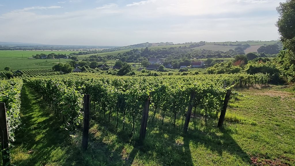 Nádherný výhľad z vinohradu a pohľad na vinohrad v Mužle