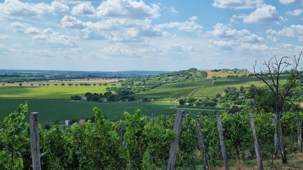 Nádherný výhľad z mužlianskeho vinohradu  II.