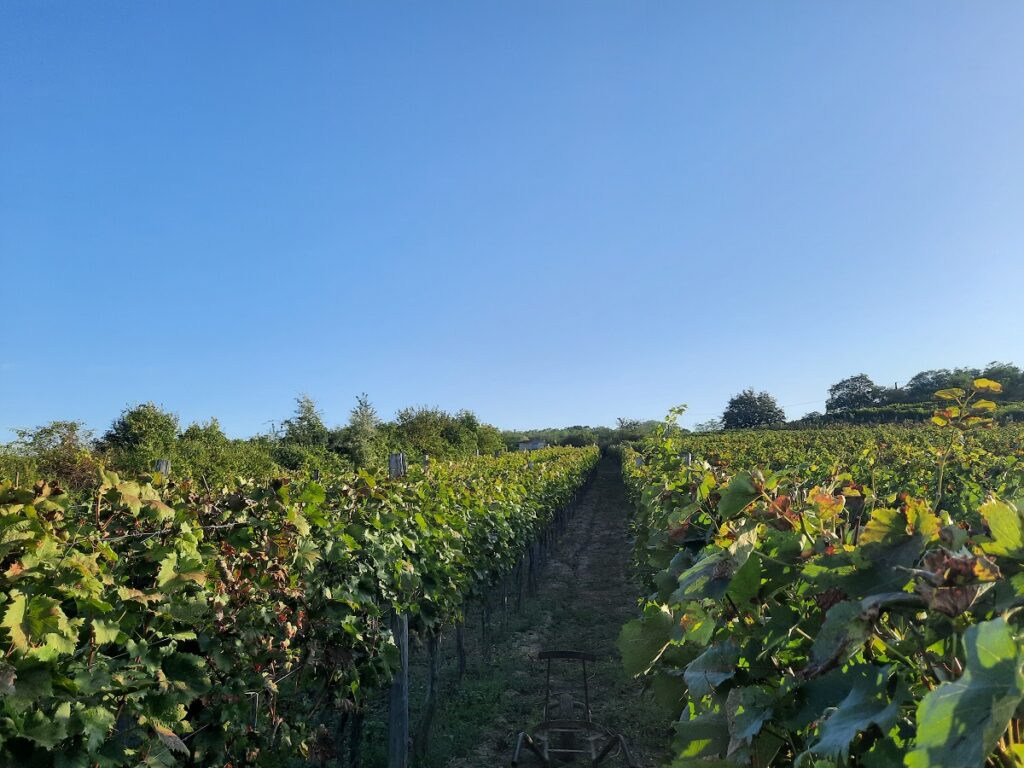 Tohtoročný zber hrozna v mužlianskych vinohradoch