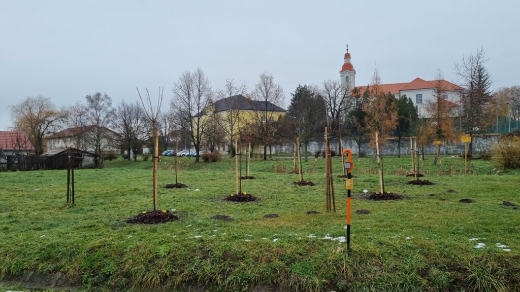 V intraviláne obce Mužla vysadili 95 stromčekov